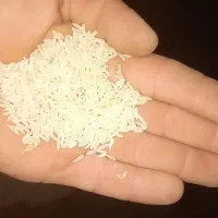 فروش برنج طارم طلایی لنگرود