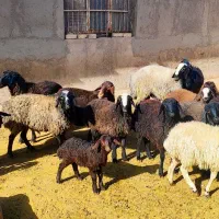 قوچ شال جوان