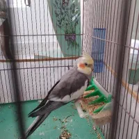 طوطی عروس هلندی
