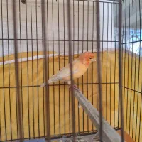 قناری نر و ماده مولد رد فکتور|پرنده|بندرعباس, |دیوار