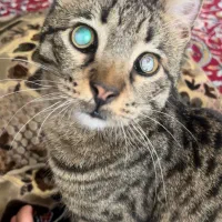 گربه نابینا گمشده
