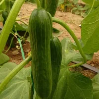 خیار سبز مینی درجه ۱