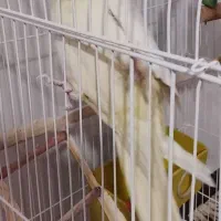 عروس هلندی مولد|پرنده|مشکین‌دشت, |دیوار