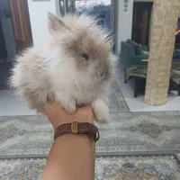 خرگوش بازیگوش