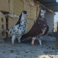 کفتر رنگی