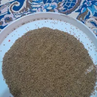 بذر یونجه کیلویی ۴۴۰