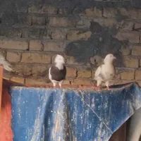 حراج کبوتر|پرنده|لامرد, |دیوار