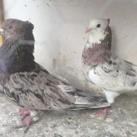 کفتر سرور