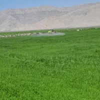 فروش بذر گندم چمران۲