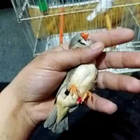 انگلیسی پلاک پلم تازه بالغ درشت|پرنده|بندر ماهشهر, |دیوار