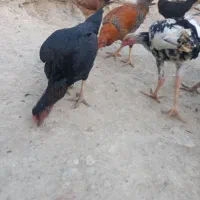 خروس لاری مرغ لاری مرغ وخروس دورگه|حیوانات مزرعه|دشت ذهاب, |دیوار