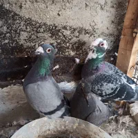 کبوتر آلمانی کاکل