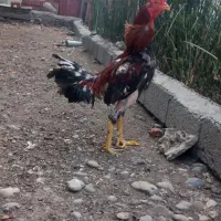 خروس لاری بیله سوار