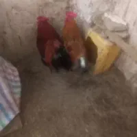 خروس طبیعی|حیوانات مزرعه|مشگین شهر, |دیوار