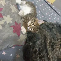 واگذاری گربه