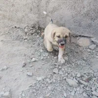 سگ پاکوتاه پیدا شده