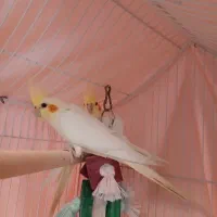 ۳عددعروس هلندی لیتونو|پرنده|پردیس, فاز ۸|دیوار