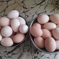 تخم مرغ نطفه دار گلین و محلی