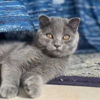 گربه اسکاتیش دبل فولد|گربه|نوشهر, |دیوار