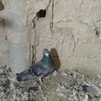 گرفتنی|پرنده|سبزوار, باهنر|دیوار