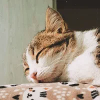 واگذاری گربه|گربه|یاسوج, |دیوار