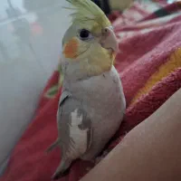 پرنده گمشده|اشیا|اهواز, بیست متری شهرداری|دیوار