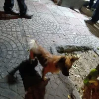 سگ پا کوتاه