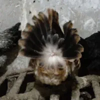 مرغ کرچ محلی|حیوانات مزرعه|مشهد, یاس|دیوار