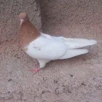 کبوتر|پرنده|تربت جام, بسیجیان|دیوار