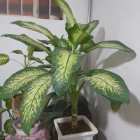 گل اپارتمانی