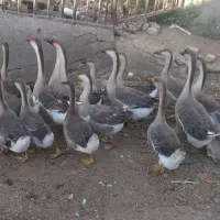 فروش قوغاز|حیوانات مزرعه|شریفآباد, |دیوار