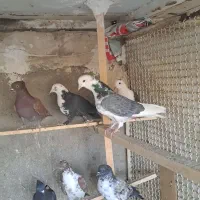 کبوتر گرفتنی