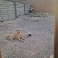 چهار دیواری مساحت ۲۰۰متر مربع