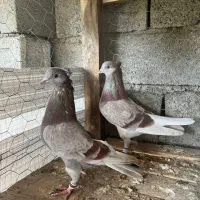 کبوتر پرشی درجه یک|پرنده|بابل, |دیوار