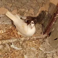 جفت نازار