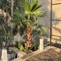 رسیدگی حرفه‌ای به باغ و فضای سبز( باغبانی  باغبان)