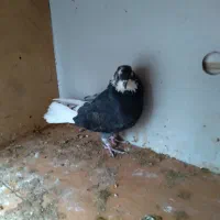 کبوتر طوقی و تهرانی|پرنده|هشتگرد, شهرک بعثت|دیوار