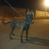 مالینویز