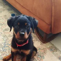 سگ روتوایلر