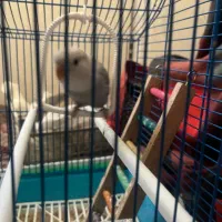 کوتوله|پرنده|یزد, |دیوار