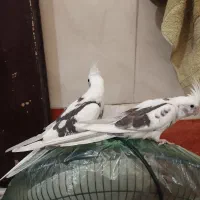 عروس هلندی