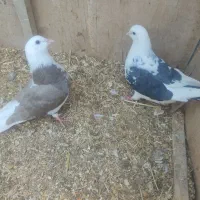 رنگ.سبز.وقهوه.ای