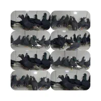 دسته ۱۶تایی پرشی ماده زاغ