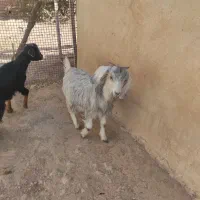 بز و بزغاله|حیوانات مزرعه|ایوان, |دیوار