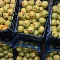سیب شیرین مراغه