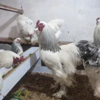 تخم‌مرغ برهمالایت|حیوانات مزرعه|تبریز, |دیوار