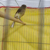 قناری ماده سرو حال