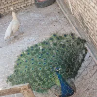 طاووس  و پر طاووس|حیوانات مزرعه|اردبیل, |دیوار