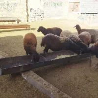 ۲۳عدد میش افشاری جوان درجه یک|حیوانات مزرعه|بجنورد, |دیوار