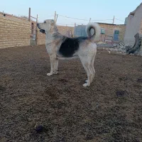 سگ عراقی|سگ|بشاریات, |دیوار
